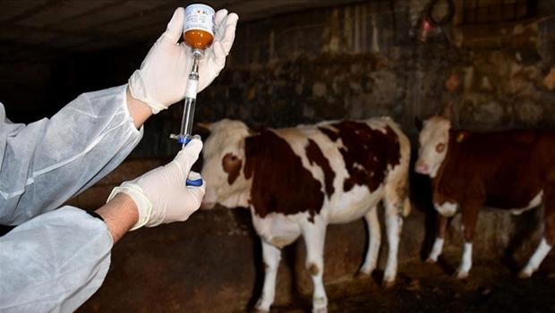 Son dakika | Manisa’da büyükbaşlarda ‘şap’ alarmı! 8 köy karantinaya alındı…